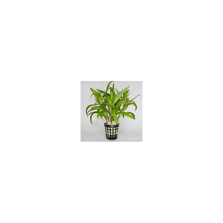 Svgpt Hygrophila Lacustris (Tütün) Canlı Akvaryum Bitkisi No:21