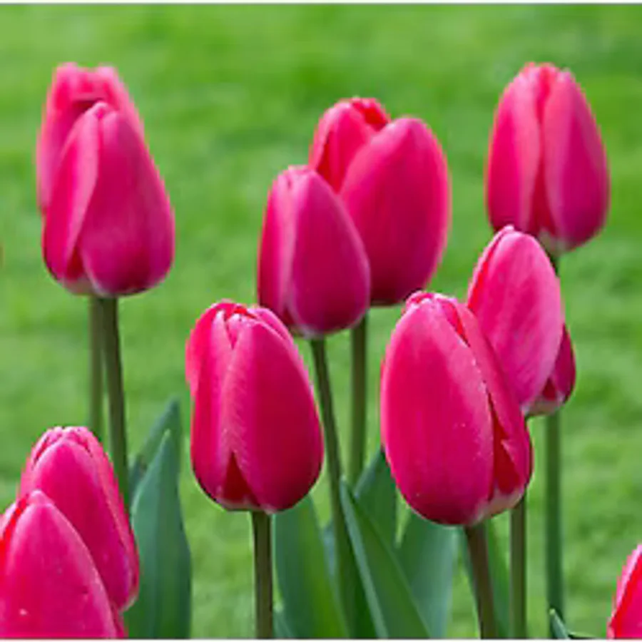 Sweet Rosy Lale Soğanı 5 Adet