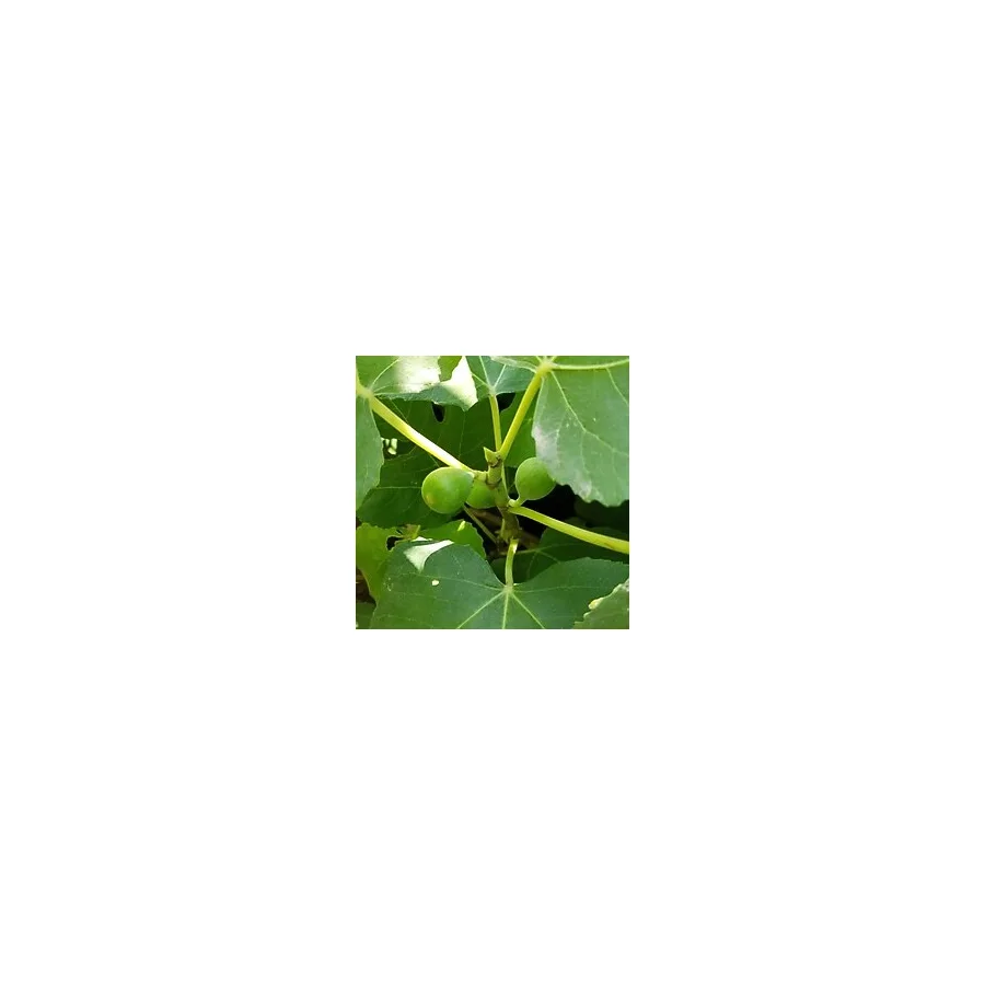 Taber 2 Yaş Bonsai Bodur İncir Fidanı, Saksıda