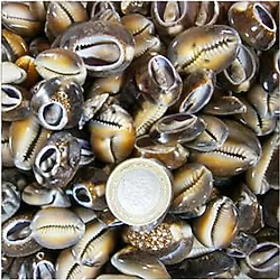 tahtakale toptancıları Cyprea Caputserpentis Kiloluk Deniz Kabuğu - Kesik (1 Kg)