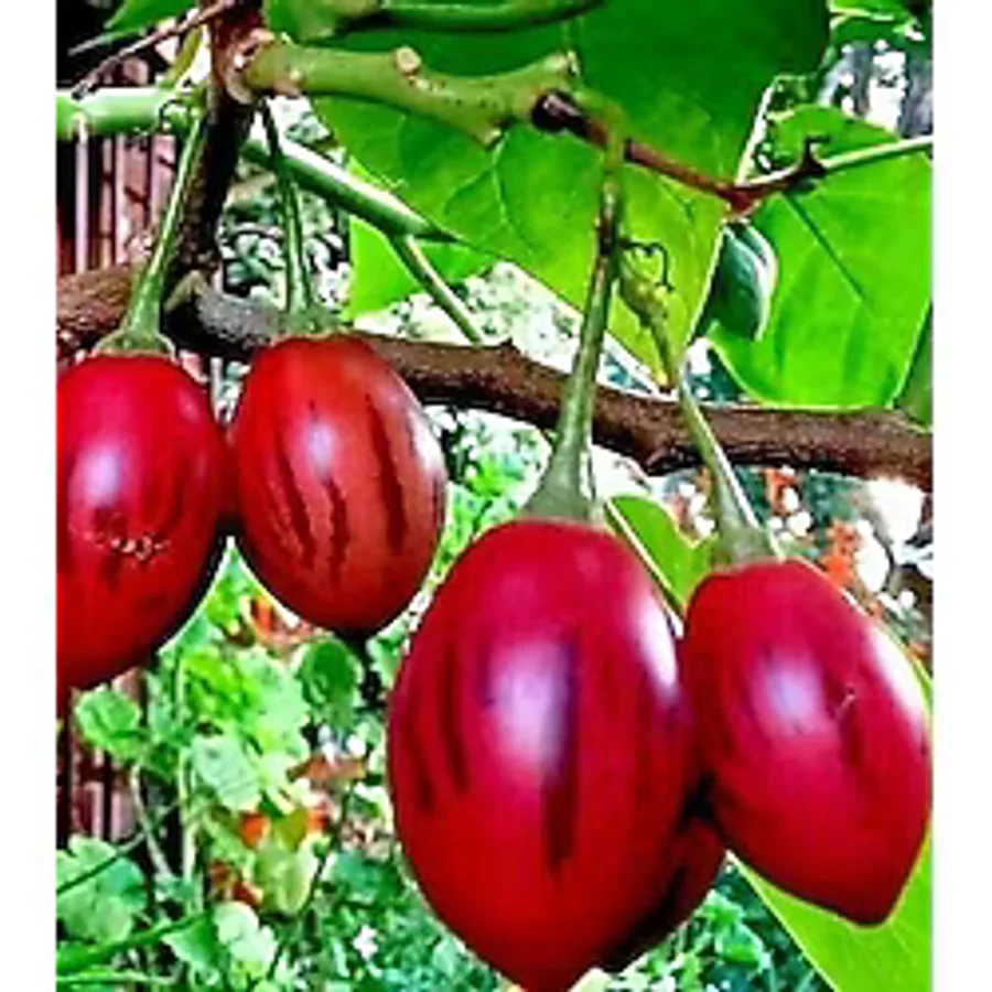 Tamarillo (DOMATES AĞACI)70-100 Cm Tüplüdür