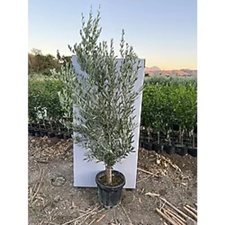 Tekerlekli Yeşil Çöp Konteyneri Çöp Kovası 120 Lt ( Sağlam Dayanıklı)