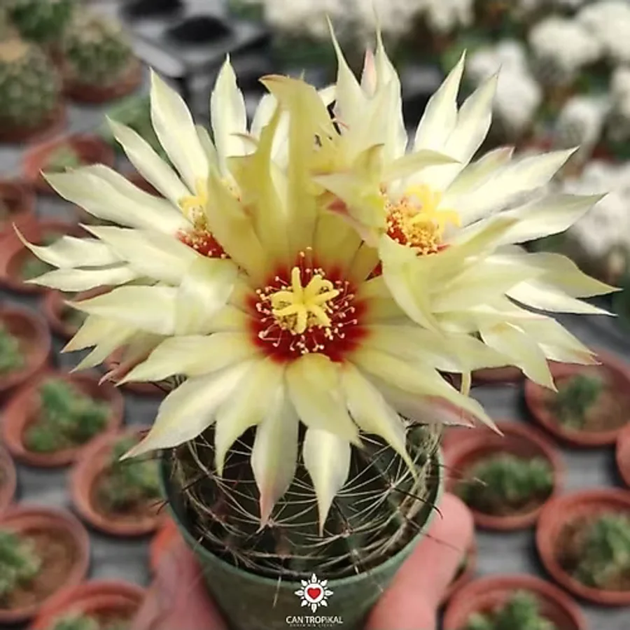 Thelocactus Setispinus Sarı Çiçek Açan Kaktüs Sukulent