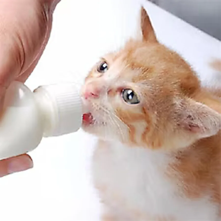 Tıneke Yavru Kedi Köpek Biberonu 2 Emzikli 50 Ml ( 1 Adet)