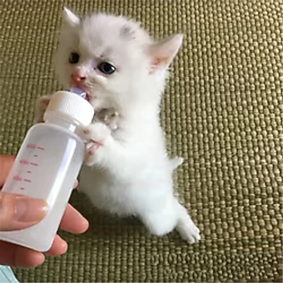 Tineke Yavru Kedi Köpek Biberonu 2 Emzikli 50 ML