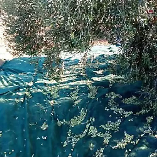 Titanium Zeytin Toplama Filesi 75'Lik 6x12 Metre Gölgelik File - Yeşil - Sergenlik - Zeytin Sergisi - Zeytin Yaygısı