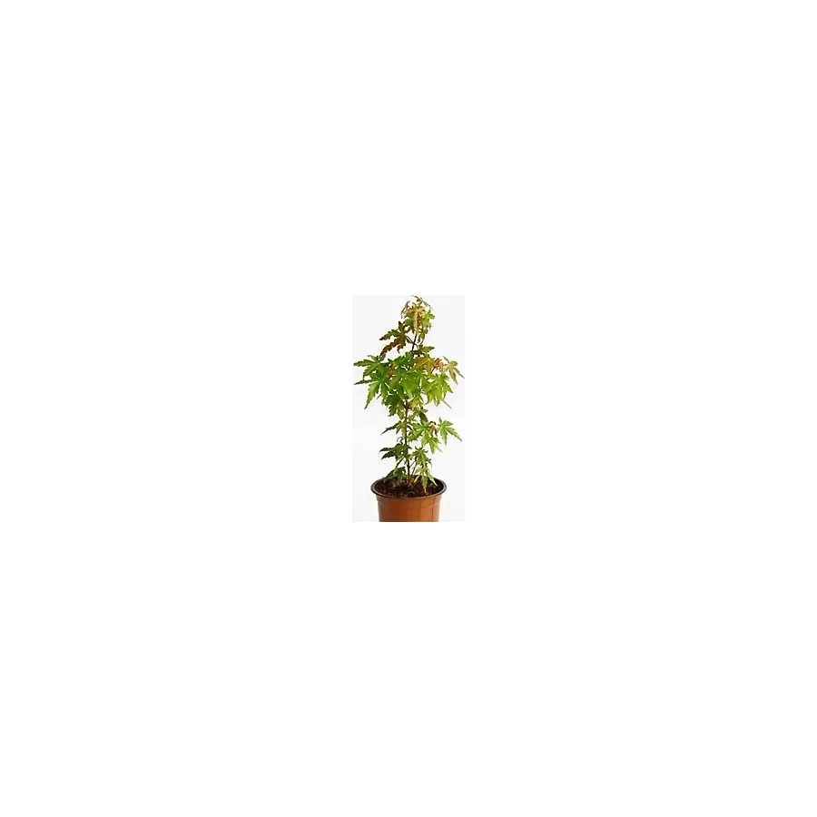 TNC Garden Groups Bonsai Japon Akçaağacı Acer Palmatum 2 Adet