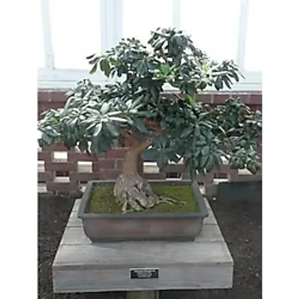 TNC Garden Groups Bonsai Yıldız Çalısı Pitosporum 5 Adet