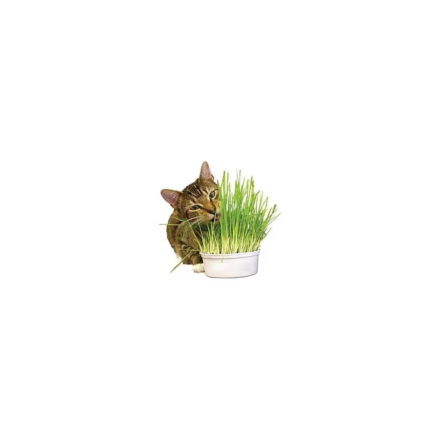 Tohumcumm Kedi Çimi Tohumu 100 Gram Tohum Çim Tohumu Kedi Otu Tohumu