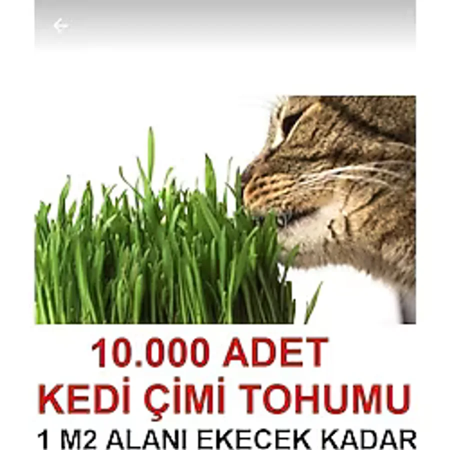 Tohumgübre Uzun Ömürlü Kedi Çimi Tohumu