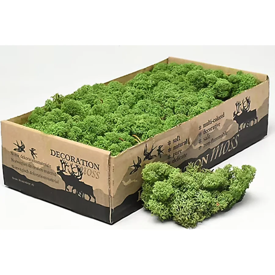 TREND Forest Green Şoklanmış Reindermoss Teraryum Yosunu 50 Gr