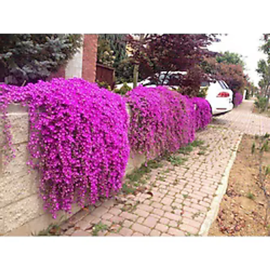 Tunç Botanik ACEM HALISI 40 ADET - ÇİÇEKLİ YER ÖRTÜCÜ BİTKİ