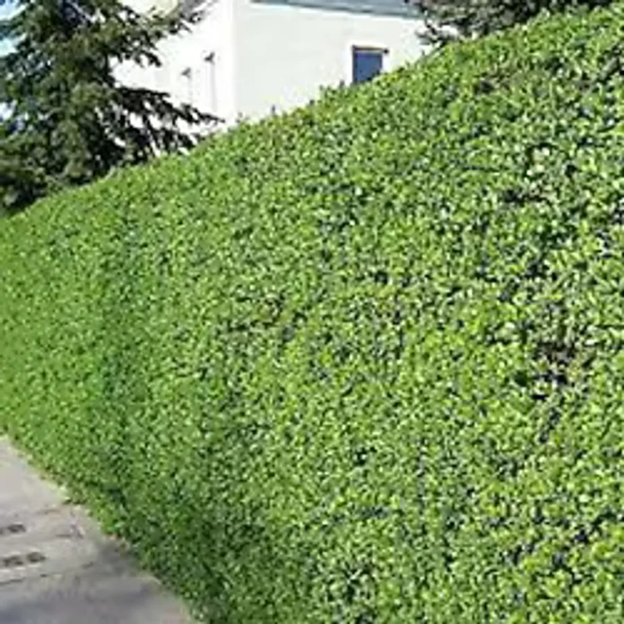 Tunç Botanik LİGUSTRUM KURTBAĞRI 30 ADET - ÇİT BİTKİSİ