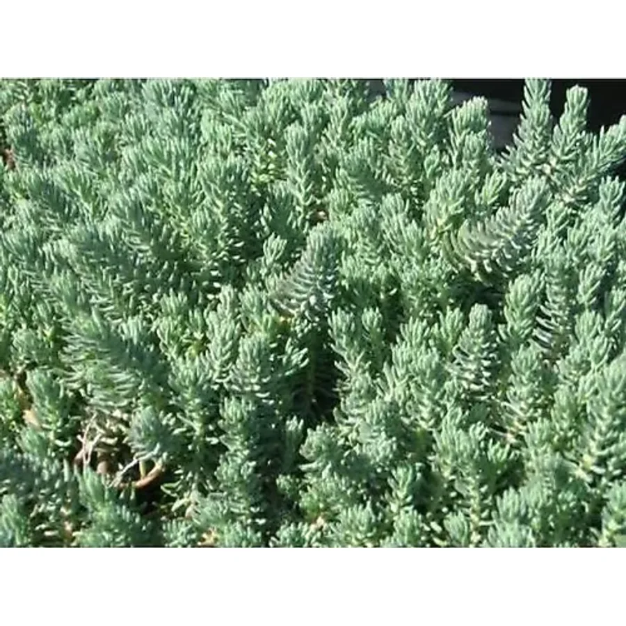 Tunç Botanik SEDUM REFLEXUM 45 ADET - TERARYUM İÇİN SUKULENT BİTKİ