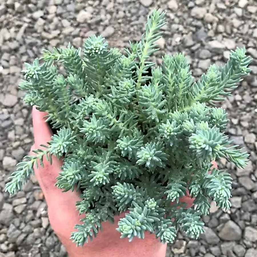 Tunç Botanik SEDUM REFLEXUM 'Blue Spruce' - 45 ADET YER ÖRTÜCÜ SUKULENT