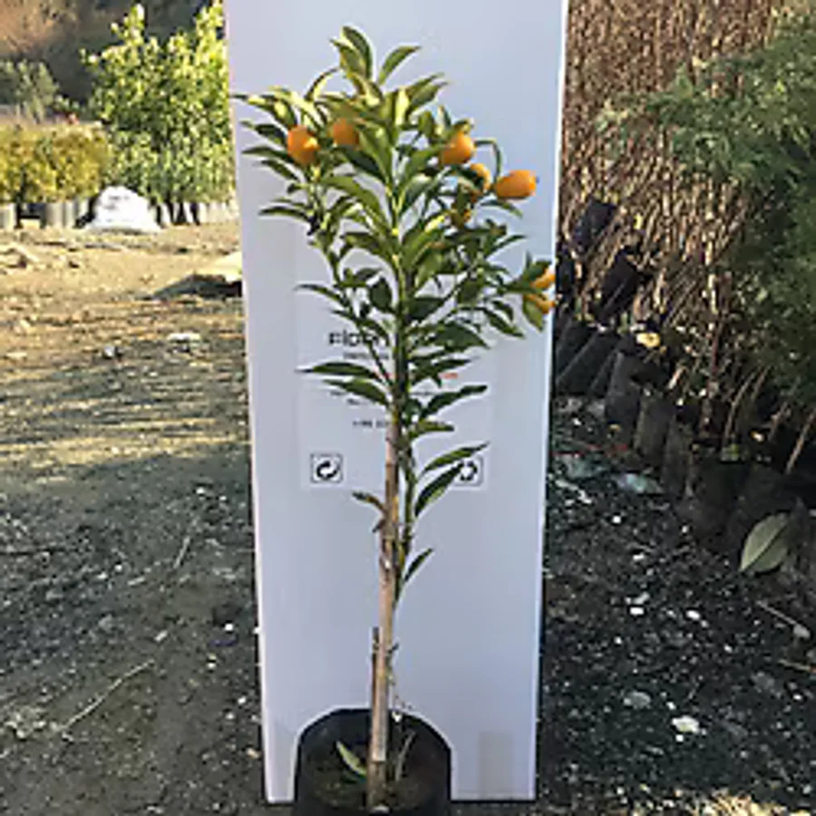 Tüplü Aşılı Nagami Kamkat kumkuat 3 Yaş Boy 90-110 Cm