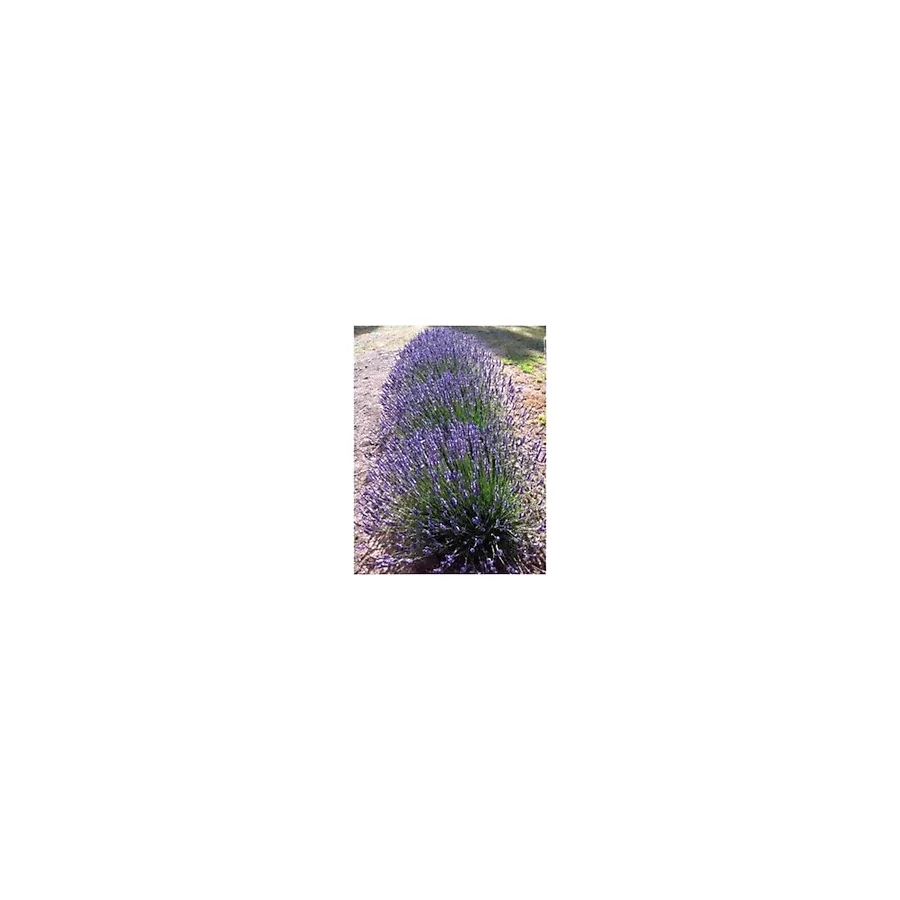 TURKİYE FİDAN Lavandula Angustifolia Lavanta Fidesi Fidanı 10-20 cm