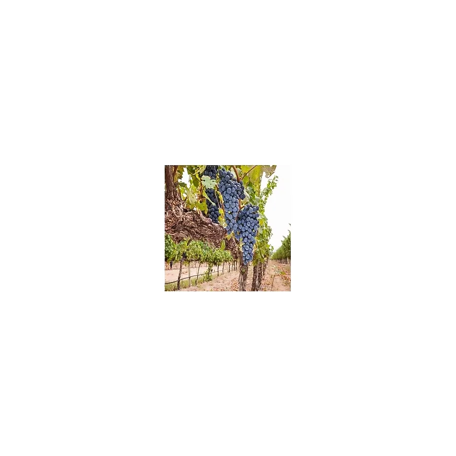 Ucuzluk Diyarı Merlot ( Şaraplık ) Üzüm Fidanı Tüplüdür 2 Yaş - Ağaç Fidanı