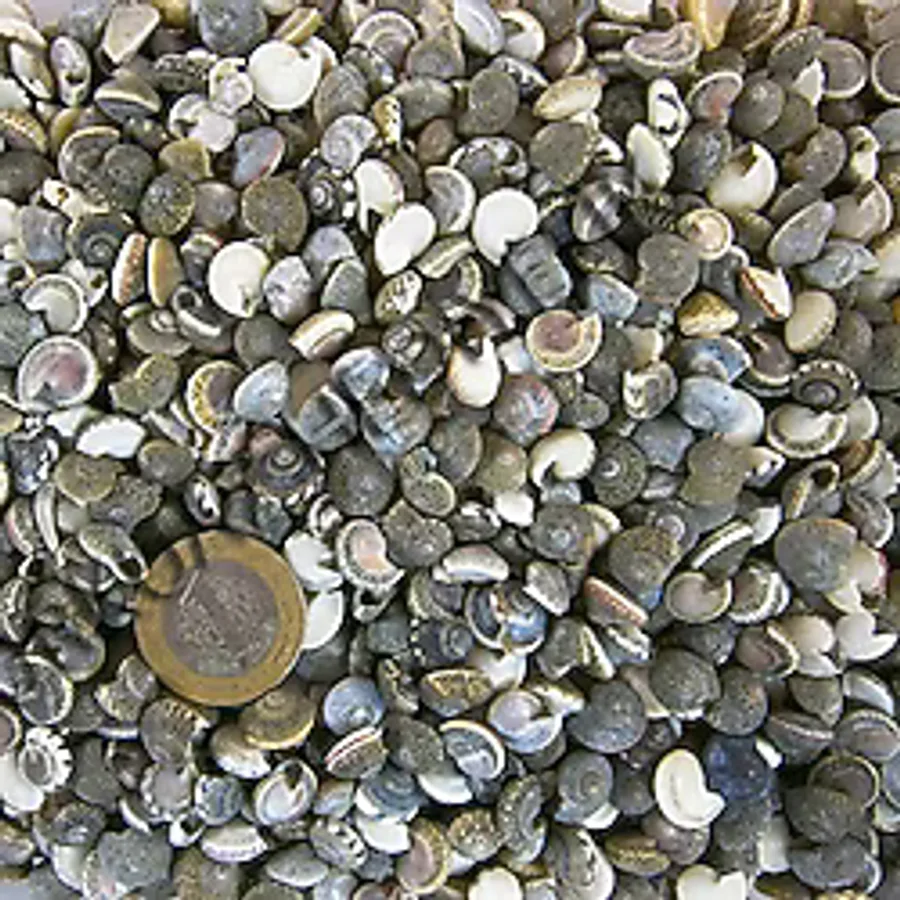 Umbinium Kiloluk Deniz Kabuğu (1 KG)