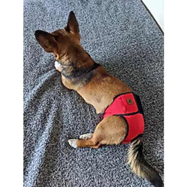 Utd Pet Dişi Köpek Regl ve Çiş Külodu Pedli Yıkanabilir - Kırmızı