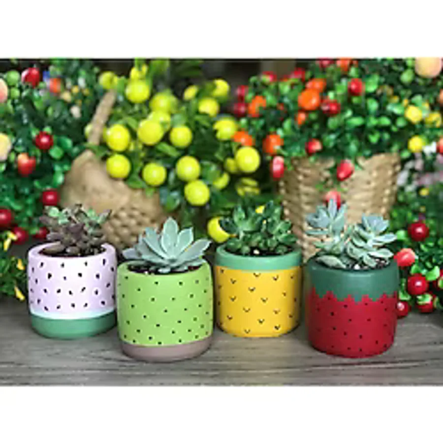 Vanilya 4'lü Sukulent Ve Kaktüs Saksı Seti Tutti Frutti Meyveler