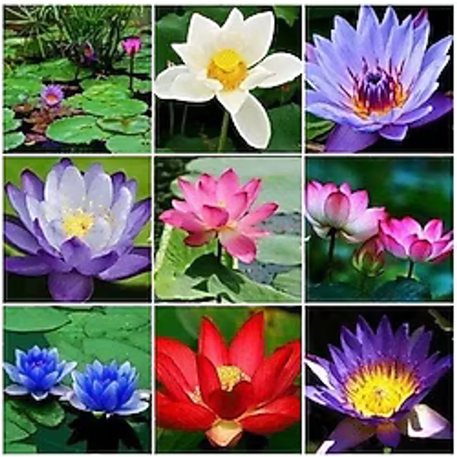 variegataseeds 3 Farklı Lotus Çiçeği Tohum Nilüfer Çiçeği Tohumu Lotus Tohumu