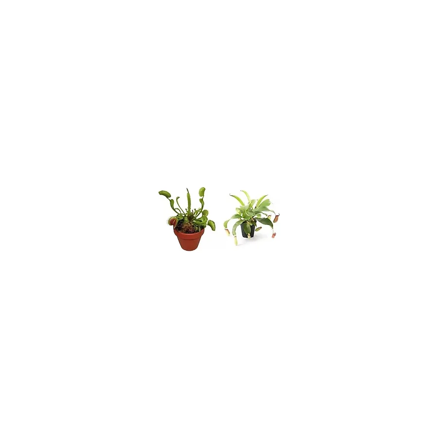 Venus Fly Trap Nepenthes Etçil Etobur Bitki Sinek Kapan Nepentes 10 Tohum