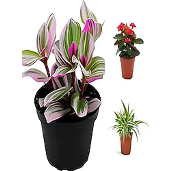 Videolu Pembe Telgraf-Milli Dikenler Tacı-Kurdele Çiçeği 3ADET Saksılı 10-20Cm Mini Salon Bitki Seti