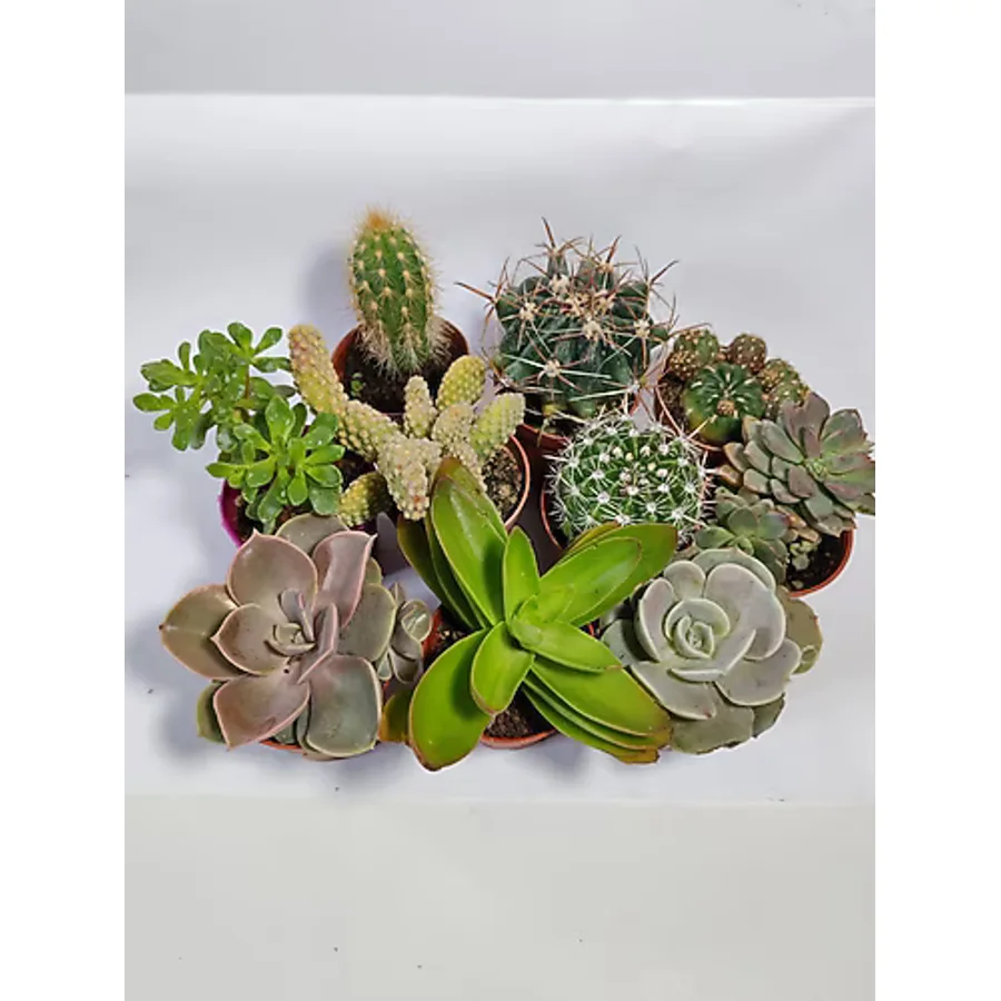 Wallstar 5 Kaktüs 5 Sukulent 10 adet Mix Set