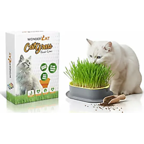 WonderCat Kedi Kulaklı Kapta Kedi Çimi