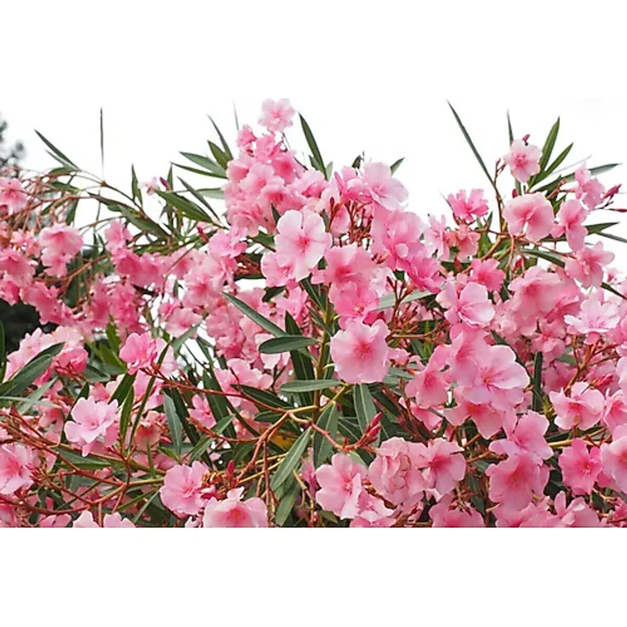 YAĞMUR BOTANİK Boylu Zakkum Tüplü 80 Cm 3renk 3 Adet