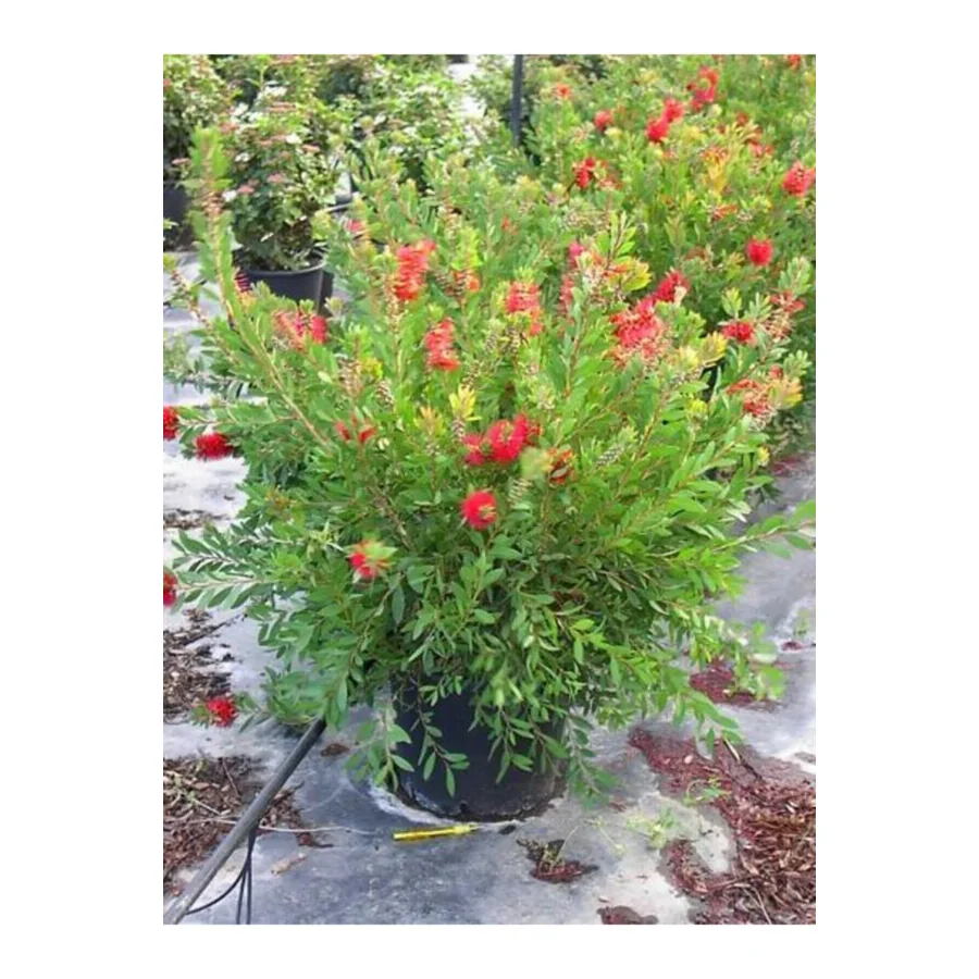 YAĞMUR BOTANİK Fırça Çalısı Saksılı