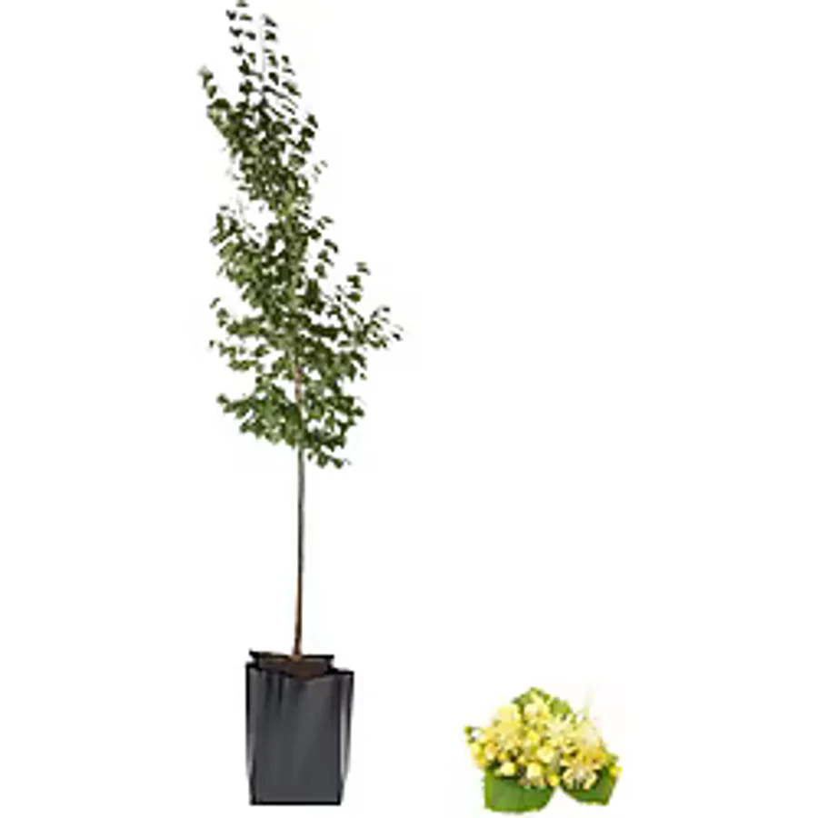 YAĞMUR BOTANİK Ihlamur Fidanı 2 Yaş Tüplü