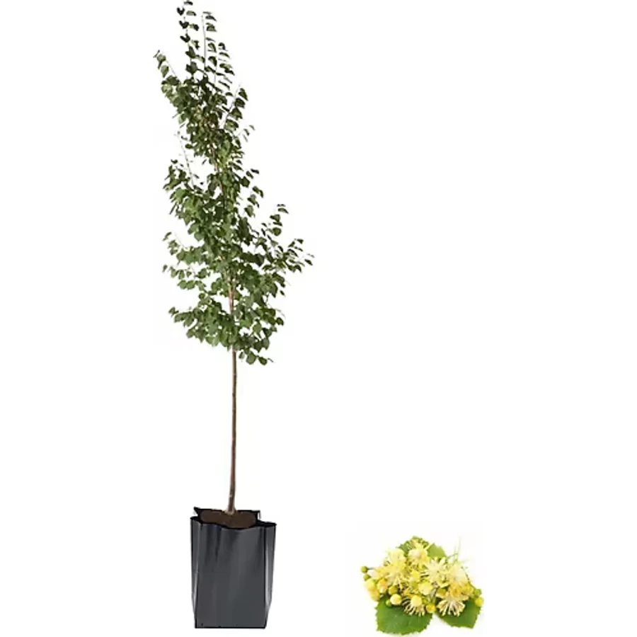 YAĞMUR BOTANİK Ihlamur Fidanı 2 Yaş Tüplü