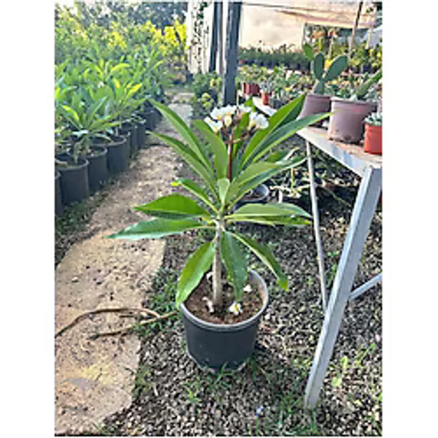 YAĞMUR FİDANCILIK Amerikan Flu Plumeria 40-50 Cm Boy