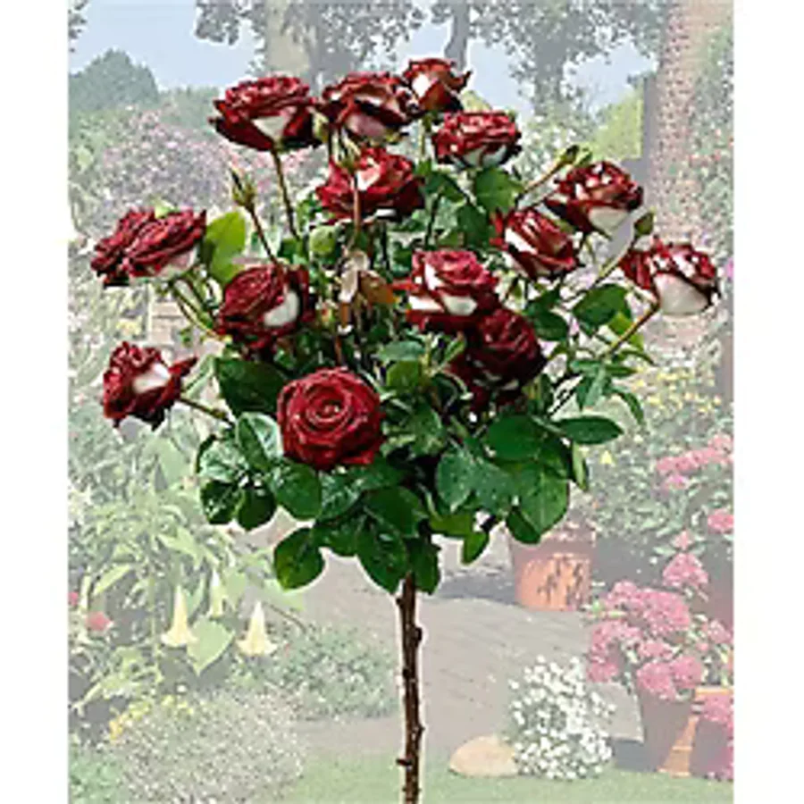 YAYLA TARIM Bordo Beyaz Renk 3 Adet Baston Gül Fidanı Açık Kök 2 Yaş 35 cm