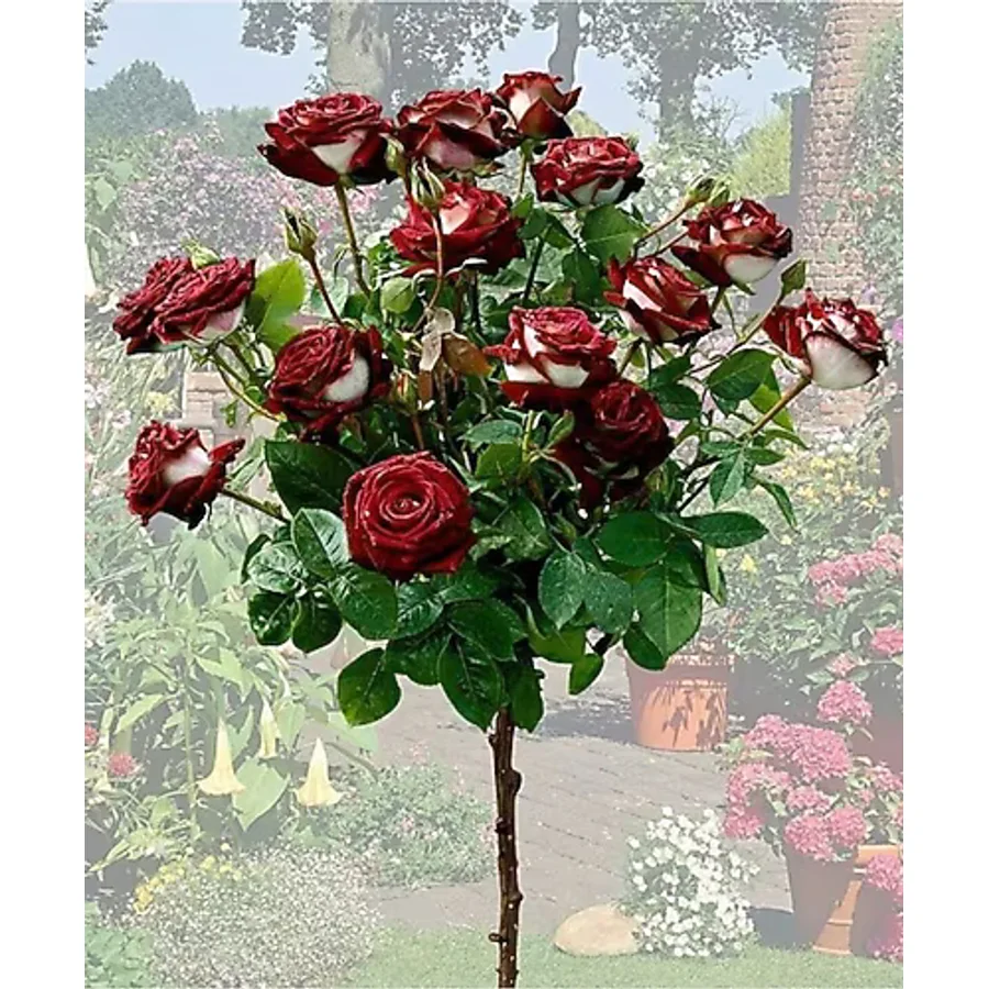YAYLA TARIM Bordo Beyaz Renk 3 Adet Baston Gül Fidanı Açık Kök 2 Yaş 35 cm