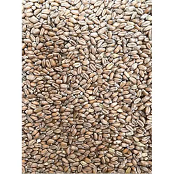 Yemlik Buğday 5 kg Kuş-Tavuk-Kaz-Ördek Kanatlı Yemi