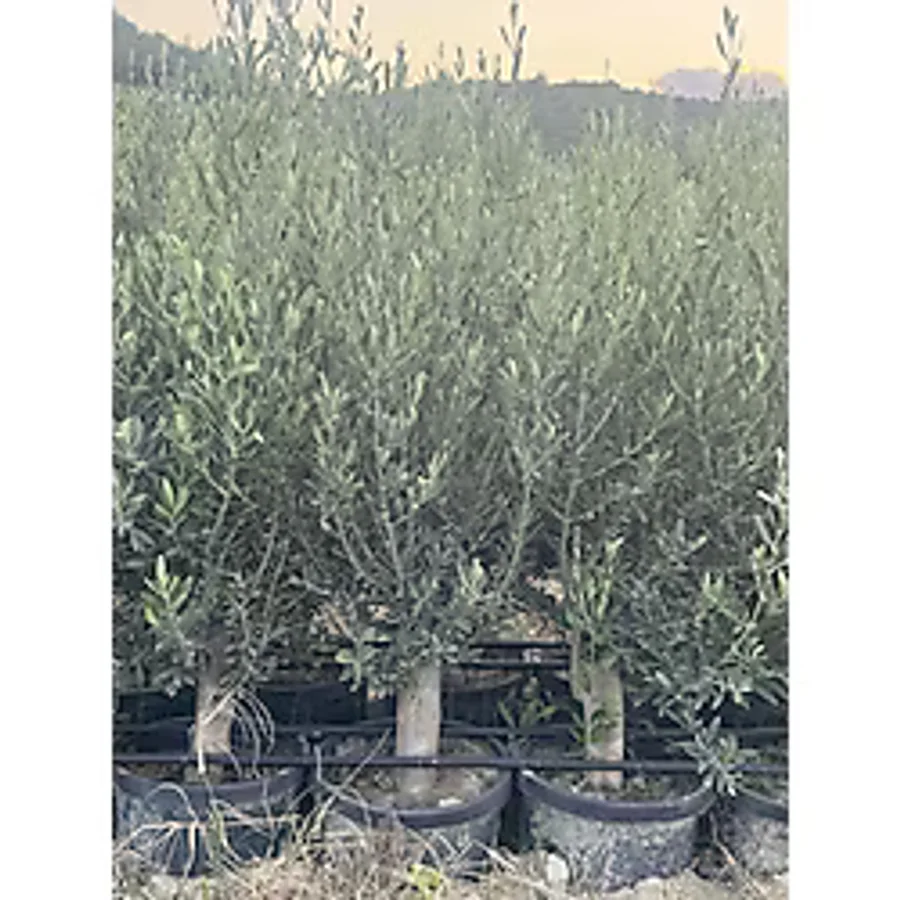 Yılmaz Fide 2 Yaş 1 Metre Uzunluğunda Gemlik Zeytin Fidanı