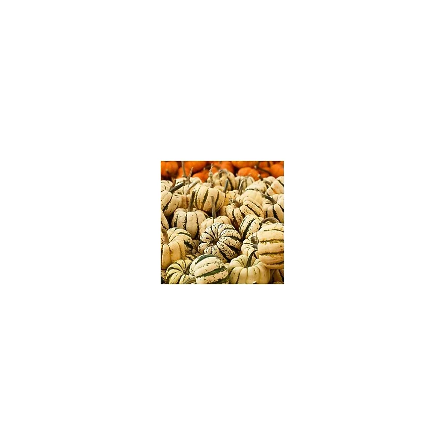 Zengarden Ev Ve Bahçe Şeker Dumpling Kabak Tohumu Geleneksel Sweet Dumpling Squash