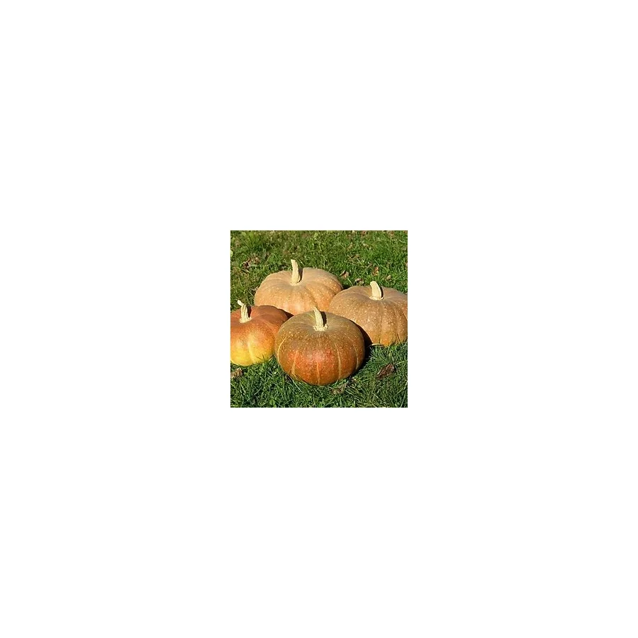 Zengarden Strawberry Crown Kışlık Kabak Tohumu Winter Squash