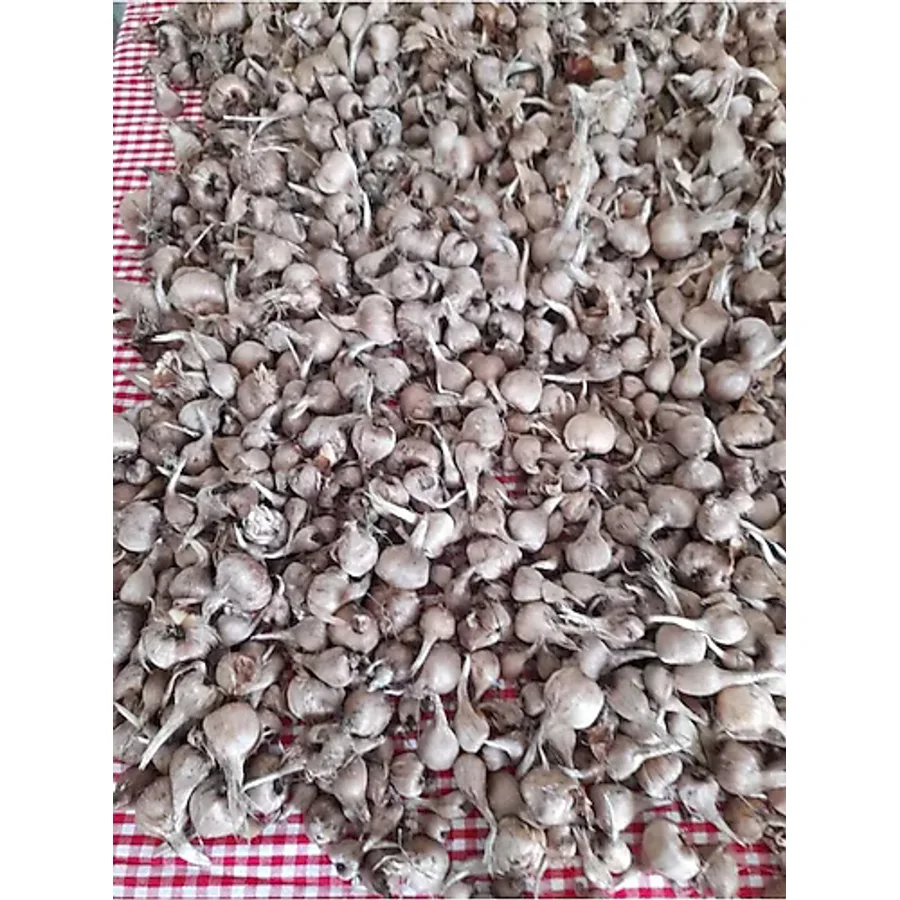 Zeysen Tropikal 40 Adet Safranbolu Gerçek Safran Soğanı Crocus Sativus