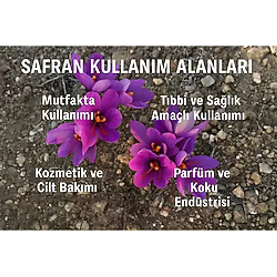 Zeysen Tropikal Özel Dikime Hazır Yerli Üretim Büyük Boy 1. Kalite Safranbolu Safran Bitkisi Soğanı 100 Adet