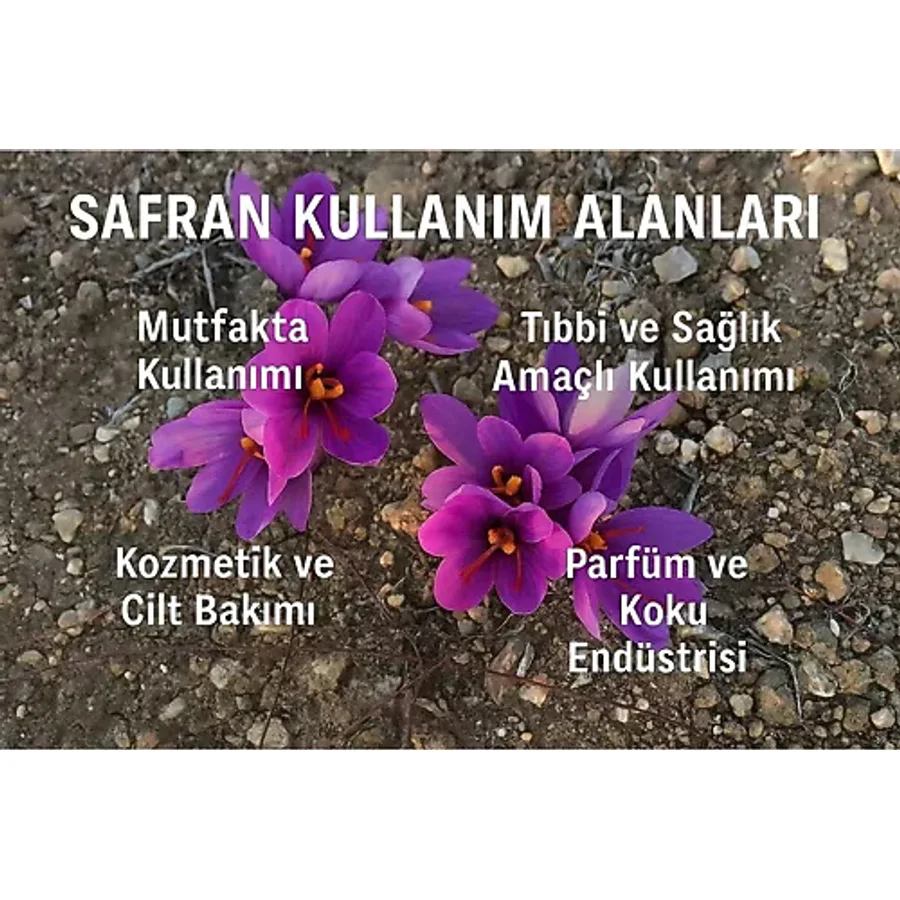 Zeysen Tropikal Özel Dikime Hazır Yerli Üretim Büyük Boy 1. Kalite Safranbolu Safran Bitkisi Soğanı 100 Adet