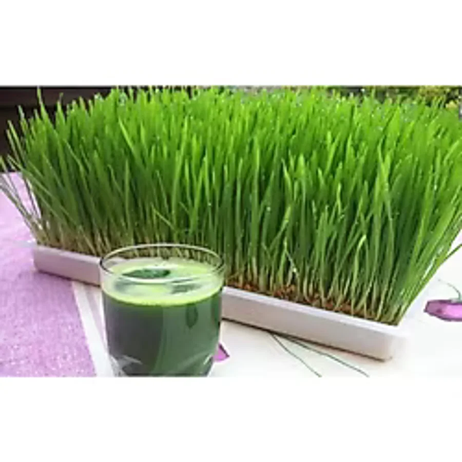 Ziraat Evim 1 KG Organik Buğday Tohumu Çimi- Kedi Çimi